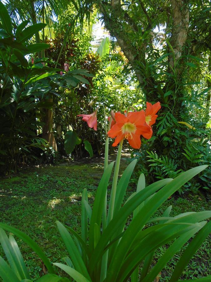 J And H Garden Cabinas Bocas del Toro Zewnętrze zdjęcie